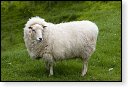 schaap ovis aries landbouw veeteelt industrie vee polder agrarisch agricultuur milieu klimaat stikstof co2 bio ecologisch biologisch natura2000 planetproof natura 2000 veehouderij